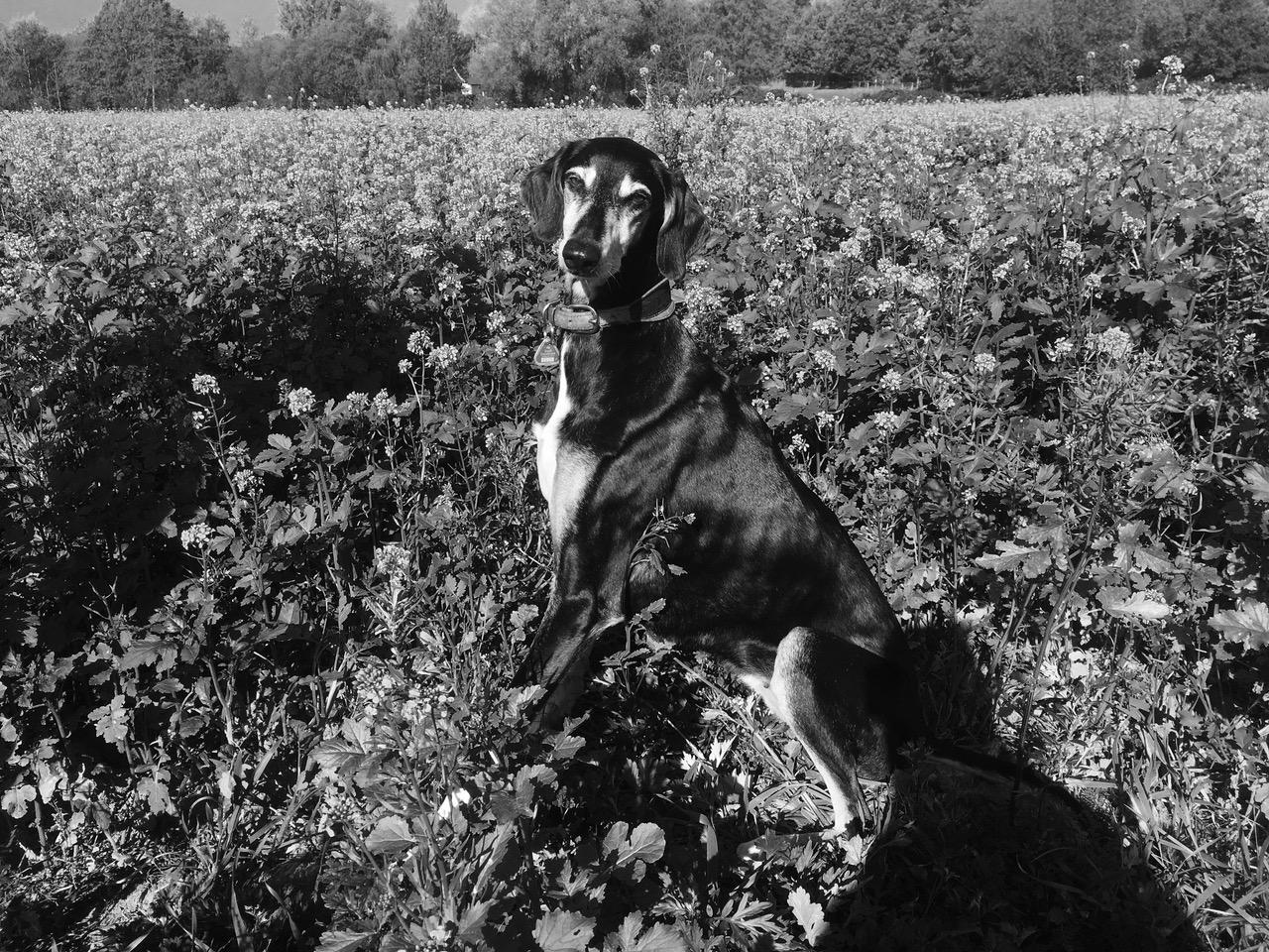 Sloughi-Saluki-Mix-Hündin: Nele